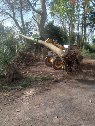 Log Grabs 11
